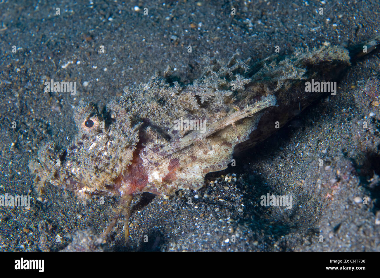 Stachelige Devilfish (Inimicus Didactylus) entsprechend den vulkanischen Sand, Vulkankrater, Witu Inseln, Papua New Guinea getarnt. Stockfoto