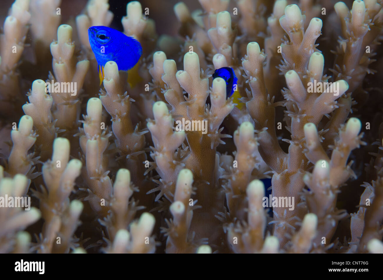 Ein paar Goldtail Demoiselle (Chrysiptera Parasema) unter Steinkorallen, Vulkan Krater Witu Inseln, Papua Neu-Guinea. Stockfoto