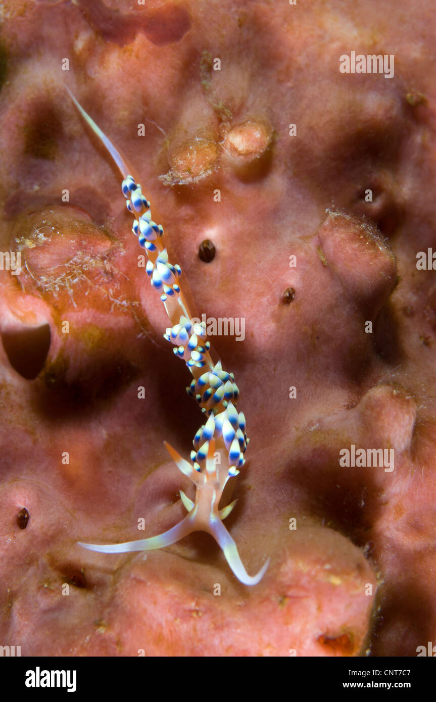 Ein Aeolid Nacktschnecken (Caloria Indica) auf eine Orange Schwamm, Väter Riff Kimbe Bay, Papua Neu-Guinea. Stockfoto