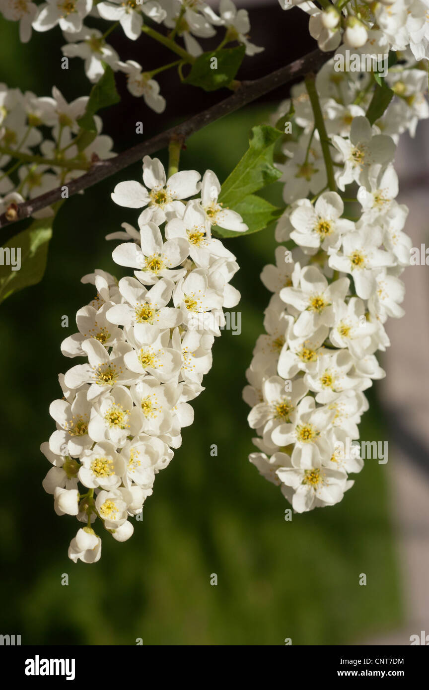 Weiße Blütenknospen von Schwarzkirsche, wilde Schwarzkirsche, Rumkirsche, Bergkirsche, Prunus serotina, blüht im Osten der USA. Stockfoto