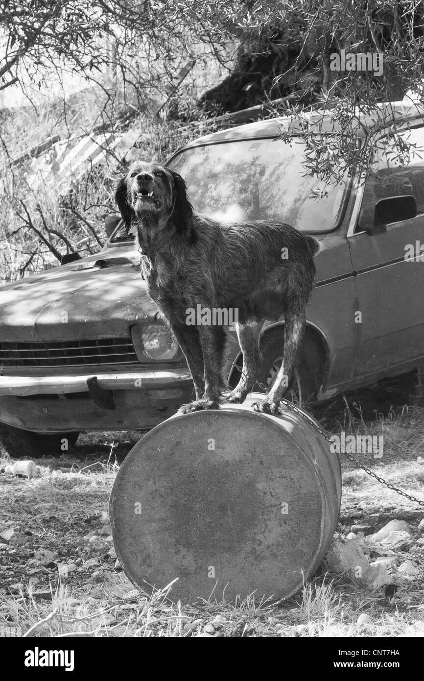 Hund auf Öl-Trommel, Agios Leon, Zakynthos, Griechenland Stockfoto
