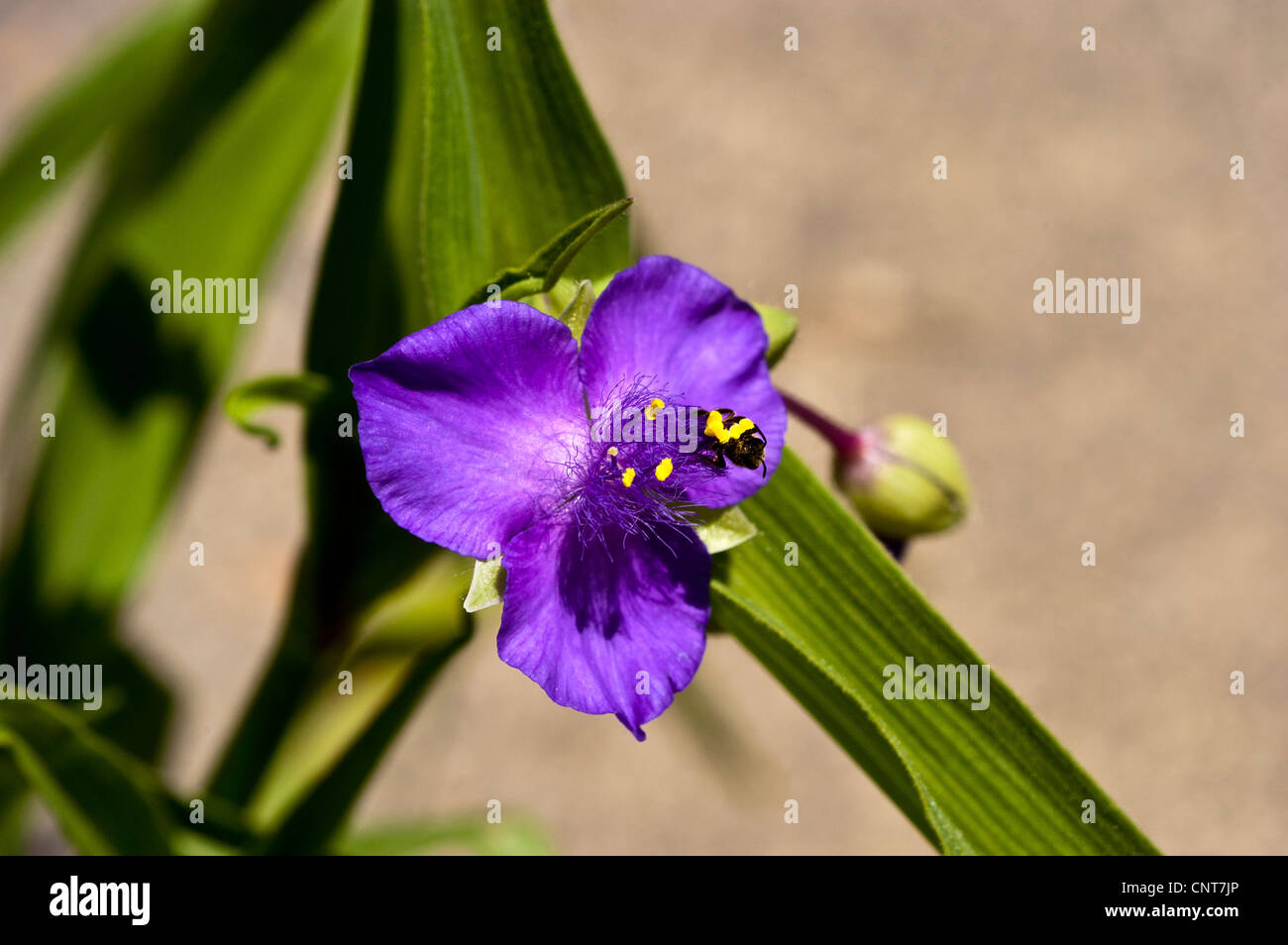 Blau-violette Blume Nahaufnahme von Virginia Dreimasterblume Tradescantia Virginiana, Commelinaceae, USA Stockfoto