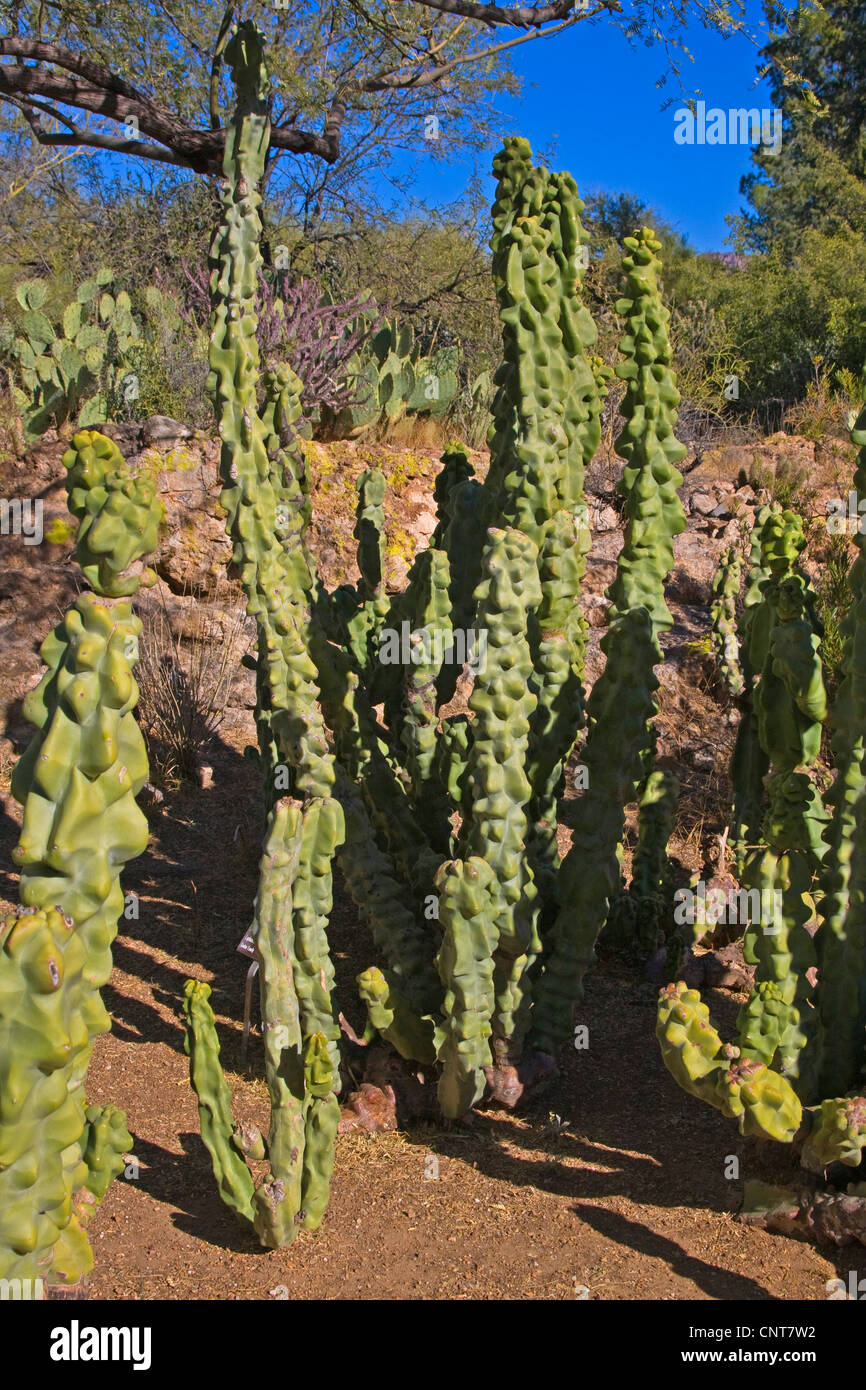 Totempfahl Kaktus (Lophocereus Schottii F. Monstrosus), Group, USA, Arizona, Boyce Thompson Arboretum Stockfoto