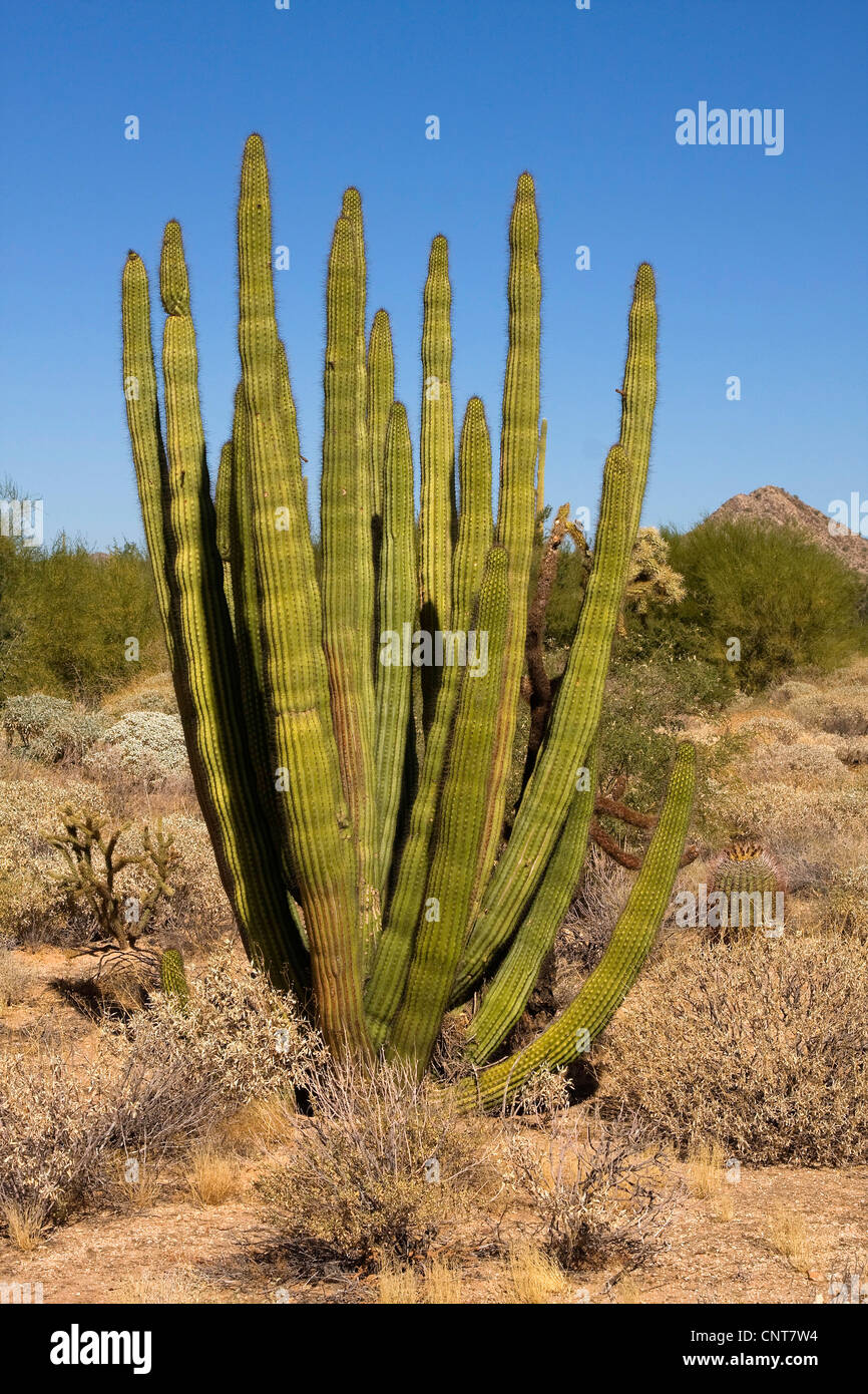Stenocereus Thurberi (Stenocereus Thurberi), in der Sonora Wüste, USA, Arizona, Sonorawueste Stockfoto