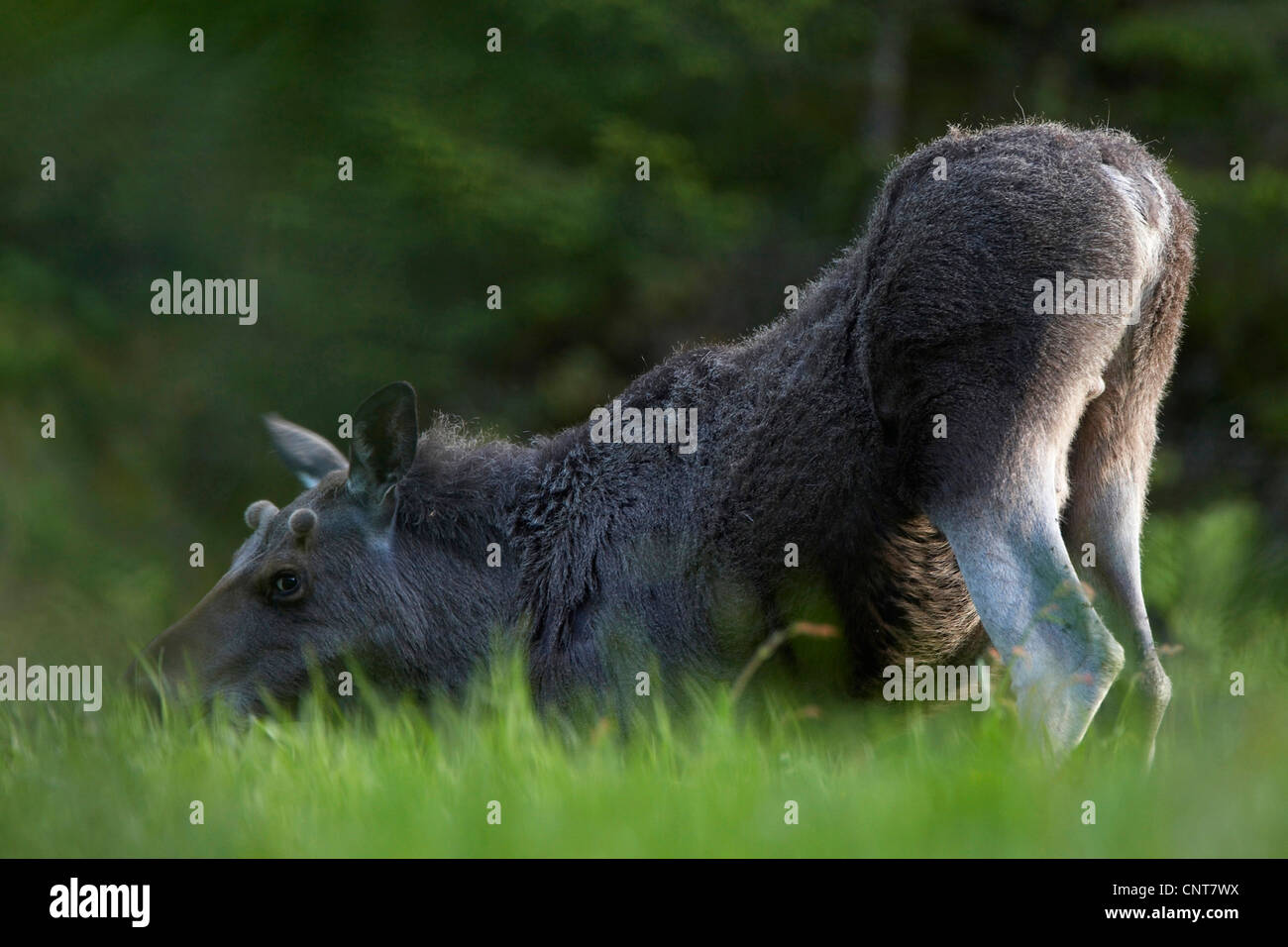 Elch, Viertel Europäischen Elch (Alces Alces Alces), juvenile dehnen die Hinterbeine in die Luft während der Beweidung, Norwegen, Tröndelag, Mittelnorwegen, Flatanger Lauvsnes Stockfoto