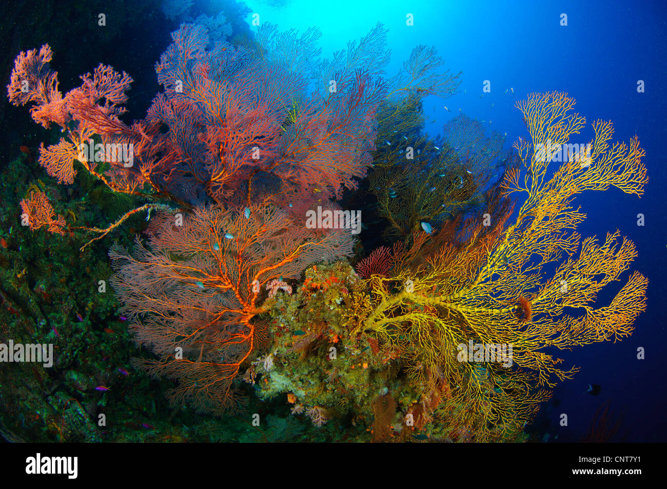 Bunt sortiert Gorgonien und Weichkorallen, Marovo Lagune, Salomon-Inseln. Stockfoto