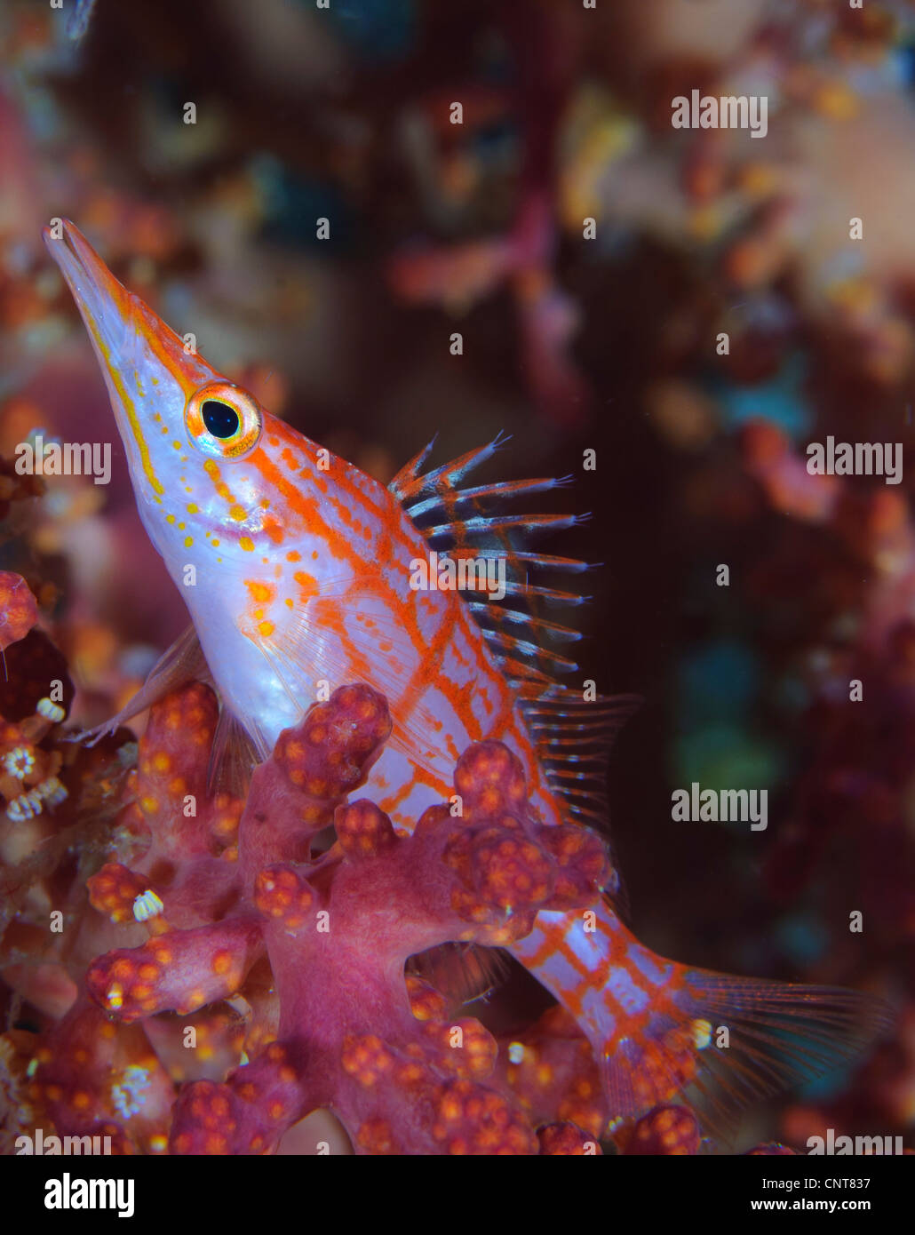 Longnose Hawkfish (Oxycirrhites Typus) unter Weichkorallen in einer Tiefe von 10 Metern, Salomon-Inseln. Stockfoto