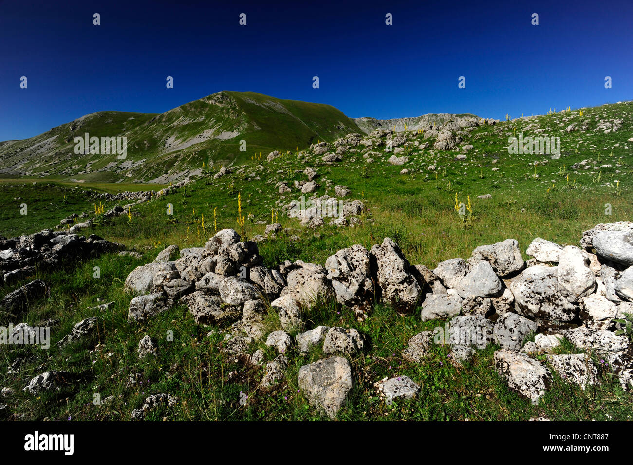 Wiesenotter, Orsini Viper (Vipera Ursinii), Montain Hänge bewachsen mit trockenen Wiesen und Felsen, den Lebensraum der Wiesenotter, Italien, Abruzzen Stockfoto