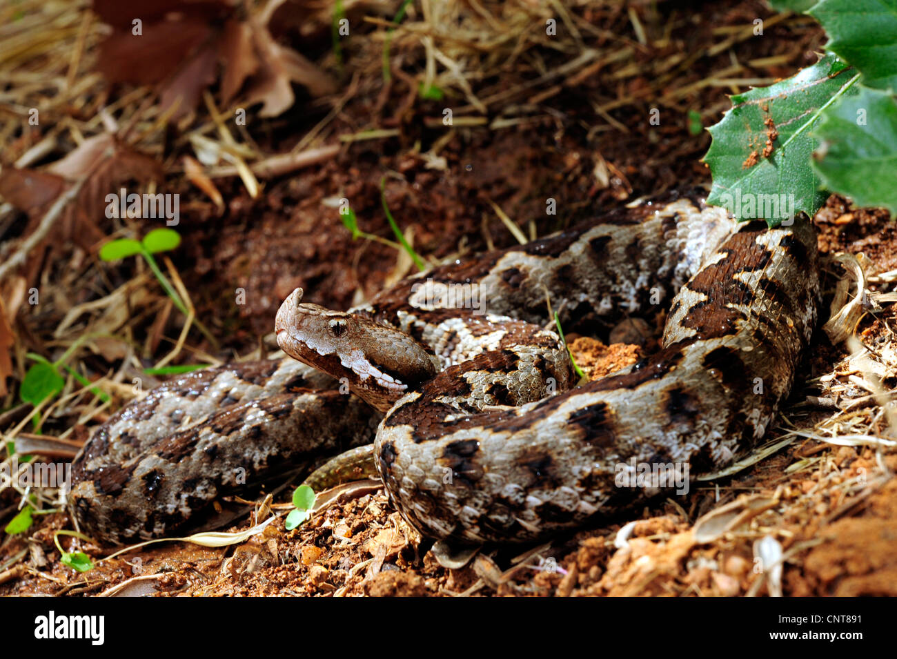 Sand Viper, Nase-gehörnte Viper (Vipera Ammodytes, Vipera Ammodytes Meridionalis), liegend auf dem Boden, Griechenland, Peloponnes, Messinien Stockfoto