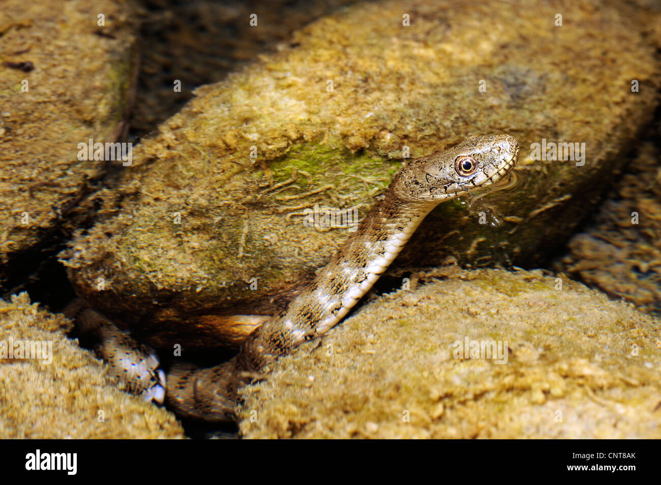 Würfel-Schlange (Natrix Tessellata), aus Wasser, Peloponnes, Griechenland, Zacharo, Natura 2000 Gebiet Kaiafa-See Stockfoto