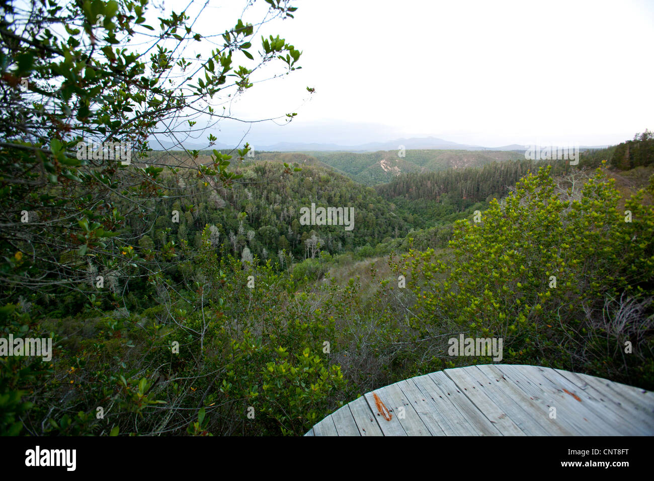 Blick auf die Knysna Wald aus dem Hintergrund der Outeniqua-Berge in Knysna, Westkap, Südafrika Stockfoto