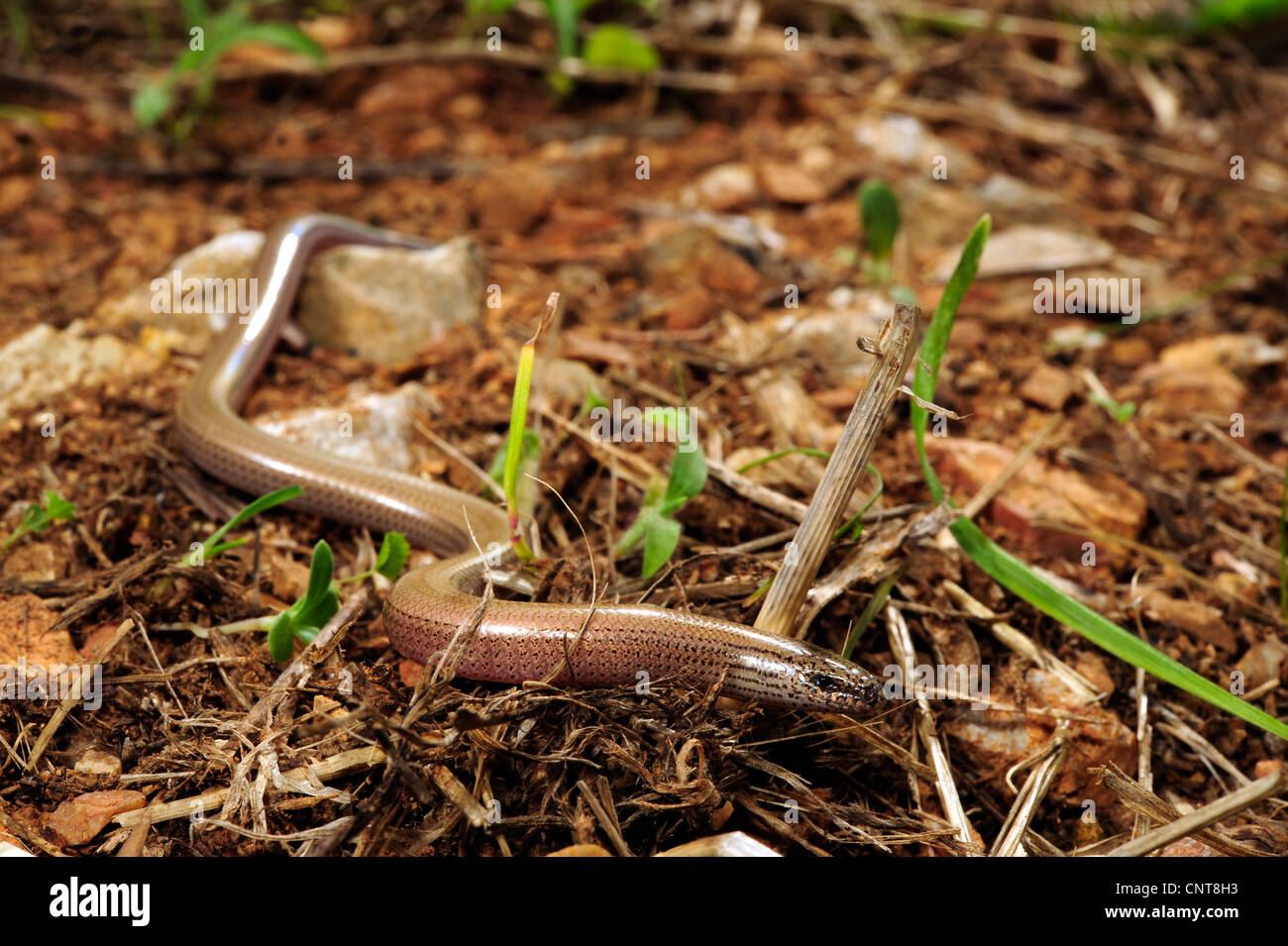 Griechischen beinlosen Skink, griechischen Schlange Skink (Ophiomorus Punctatissimus), kriechend, Griechenland, Peloponnes, Natura 2000 Gebiet Gialova Lagune Stockfoto