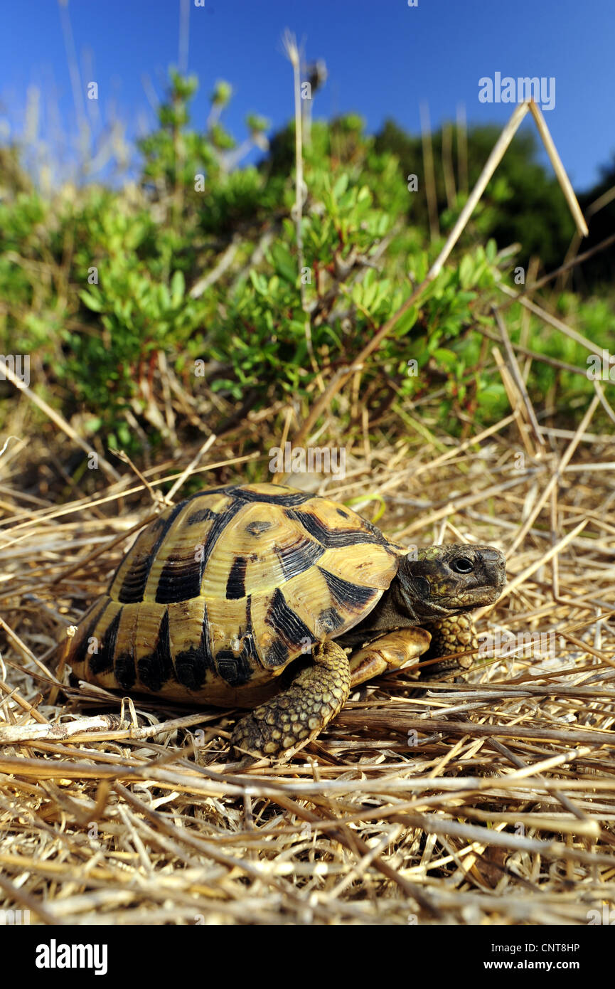 Hermanns Schildkröte, Griechische Schildkröte, Boettgers Schildkröte (Testudo Hermanni Boettgeri), Wandern im Stroh, Griechenland, Peloponnes, Natura 2000 Gebiet Gialova Lagune Stockfoto