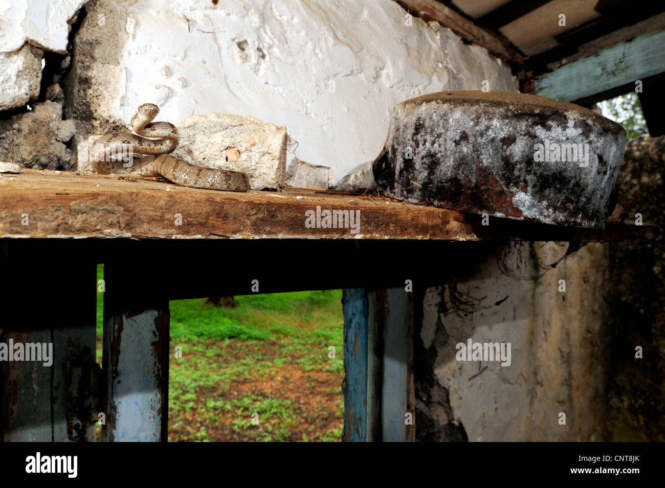 Katze, Schlange, europäische Katze Schlange (Telescopus Goldhahnenfuß), auf einem hölzernen Regal in einem verlassenen Haus, Griechenland, Peloponnes Stockfoto
