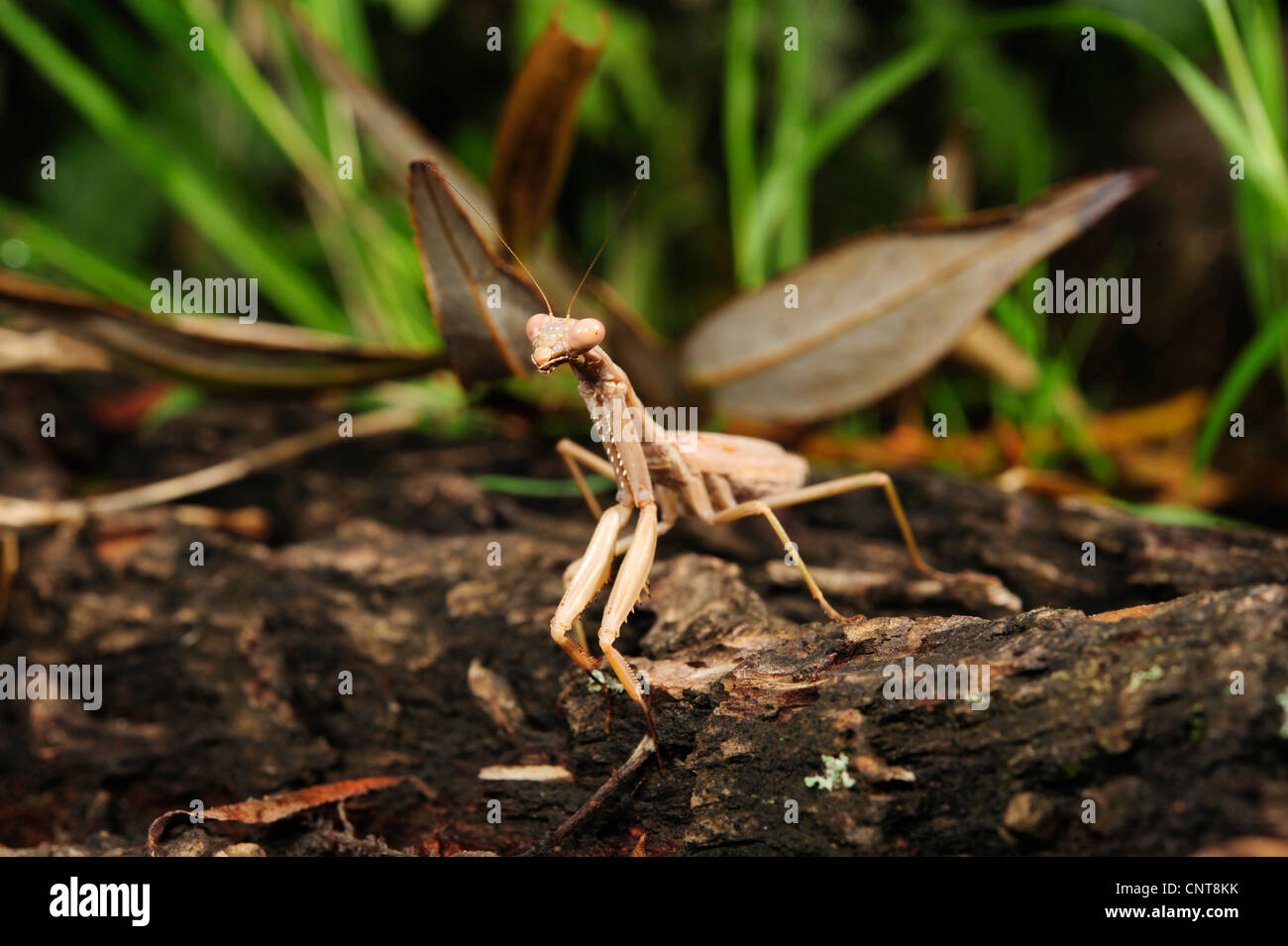 Iris Mantis, Mittelmeer Mantis (Iris Oratoria), seltene Gottesanbeterin aus Griechenland, Griechenland, Peloponnes, Natura 2000 Gebiet Gialova Lagune Stockfoto