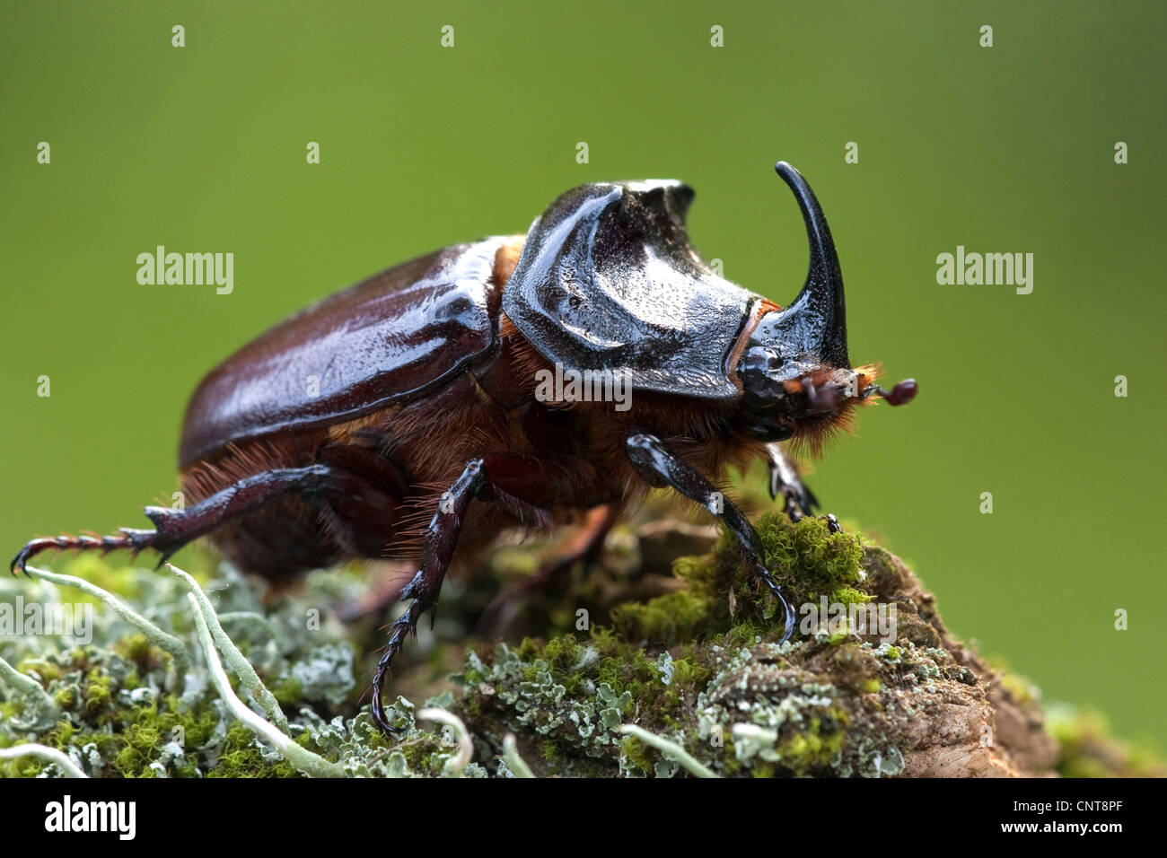 Europäische Nashornkäfer (Oryctes Nasicornis), Männlich, Deutschland, Rheinland-Pfalz Stockfoto