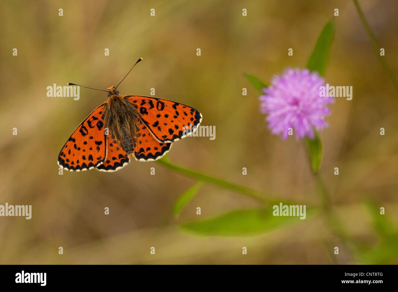 Spotted Fritillary (Melitaea Didyma), sitzen auf Flockenblume, Centaurea Jacea, Deutschland, Rheinland-Pfalz Stockfoto