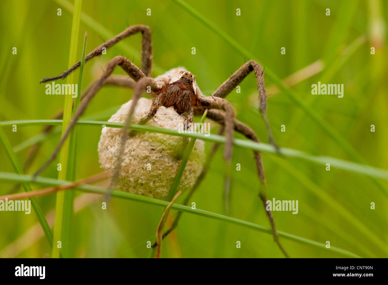 Baumschule Web Spider, fantastische Fischerei Spinne (Pisaura Mirabilis), mit einem Kokon zwischen Grashalmen, Deutschland, Nordrhein-Westfalen Stockfoto