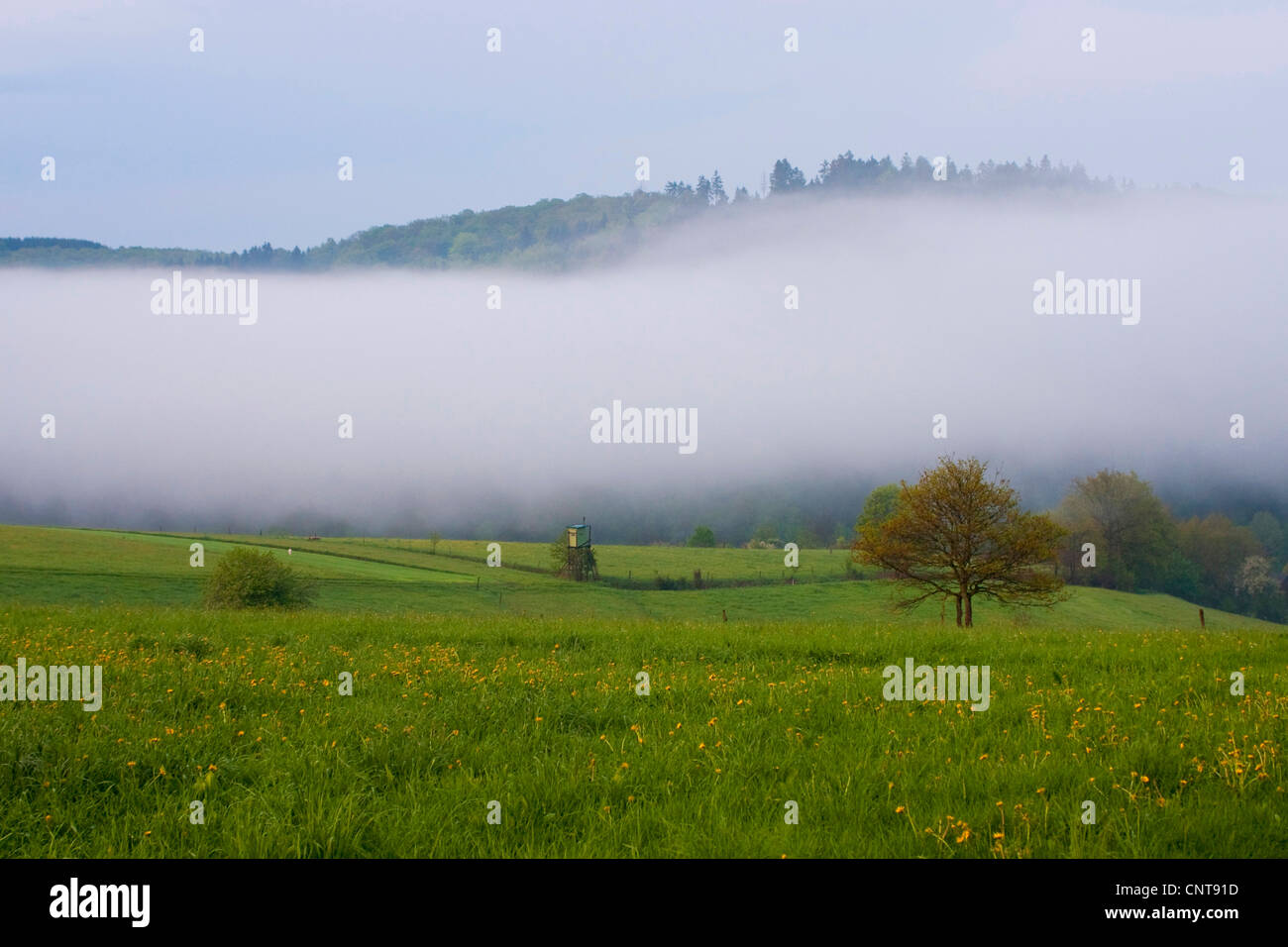 dicken Nebelschleier über eine Wiese, Deutschland, Rheinland-Pfalz, Harbach Stockfoto