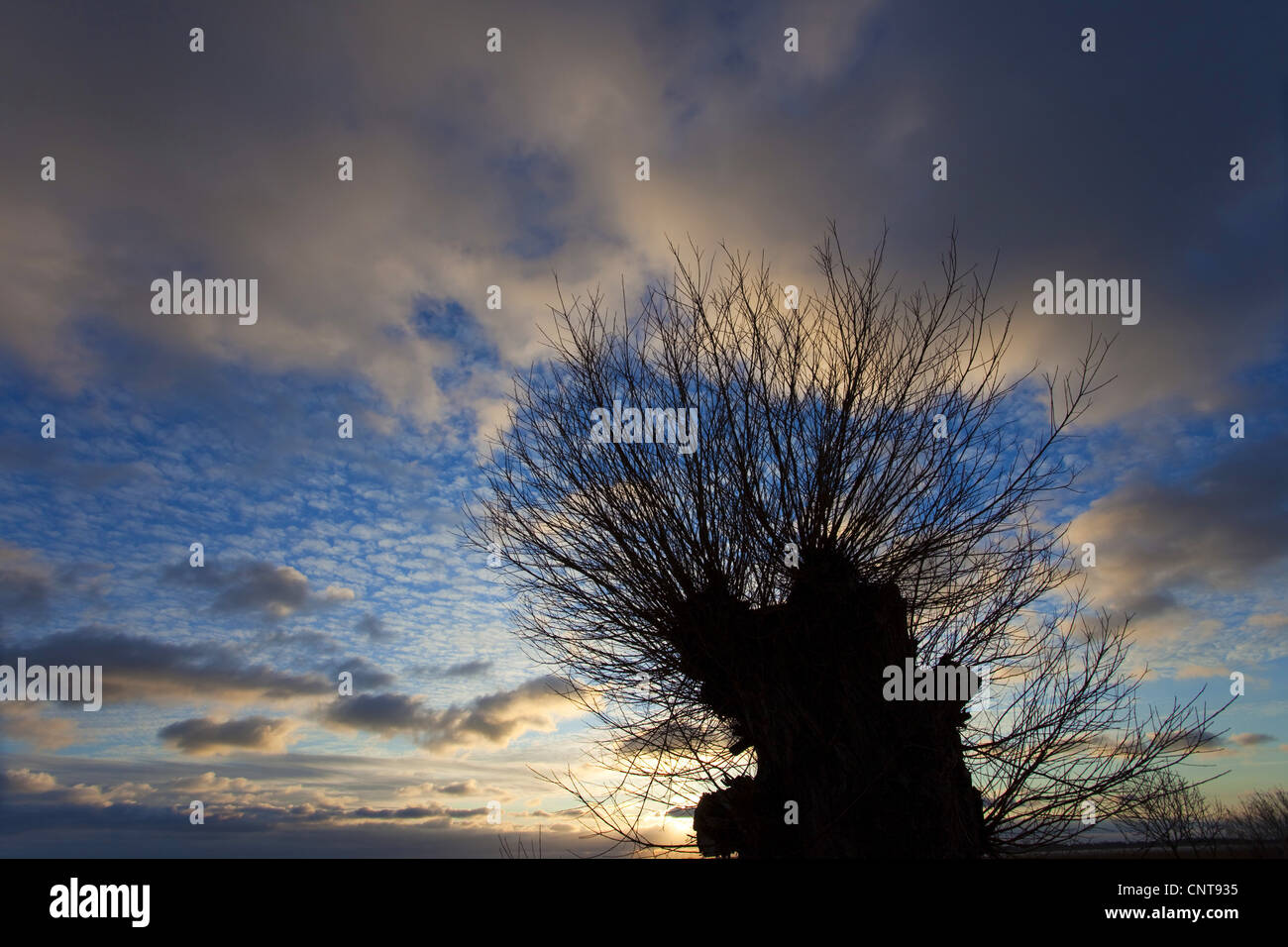Baum-Silhouette vor einem wolkigen Himmel bei Sonnenaufgang, Deutschland, Mecklenburg-Vorpommern, Wustrow bin Bodden Stockfoto