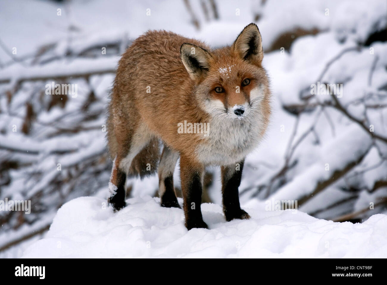 Rotfuchs (Vulpes Vulpes), stehend auf einem Schnee-Hügel am Rande des ein Dickicht, Deutschland Stockfoto