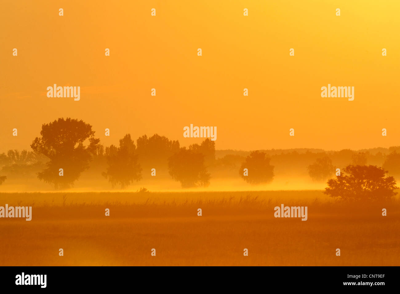 Morgen-Stimmung in Hans g, Österreich, Burgenland, Seewinkel Stockfoto