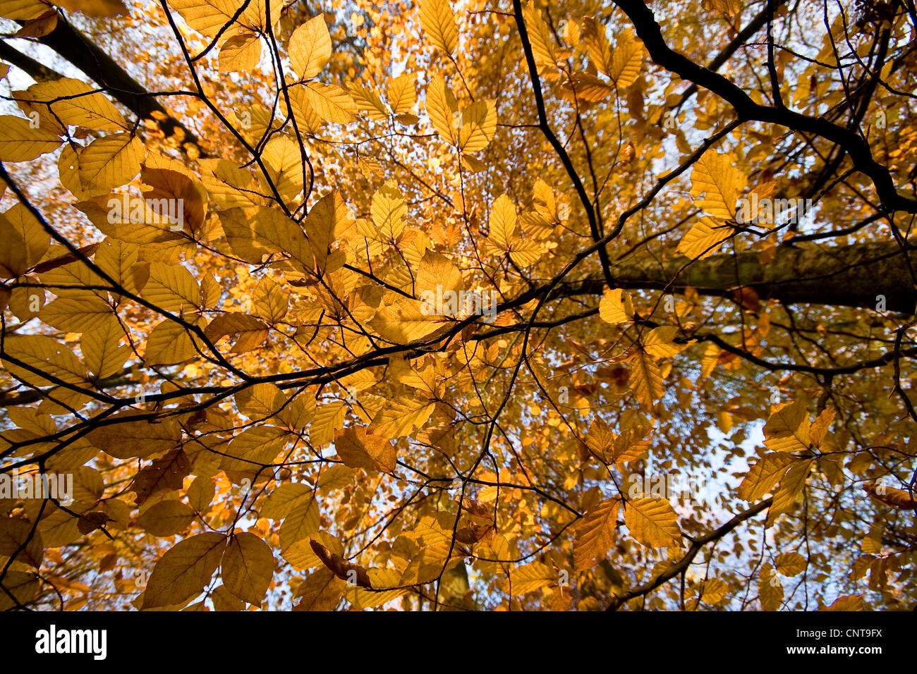 Rotbuche (Fagus Sylvatica), Buchenholz im Herbst, Deutschland Stockfoto