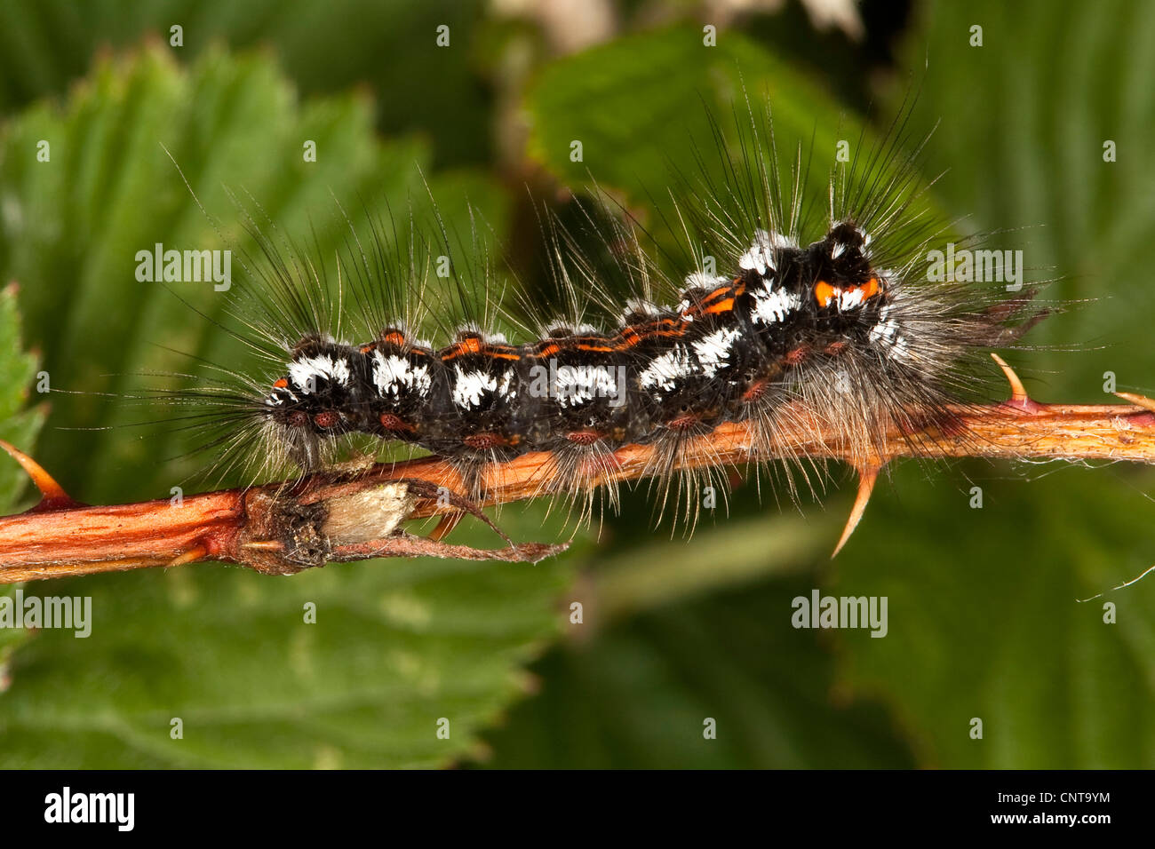 Gelb-Tail, Gold-Tail (Euproctis Similis, Porthesia Similis, Sphrageidus Similis), Raupe sitzt auf einem Zweig, Deutschland Stockfoto