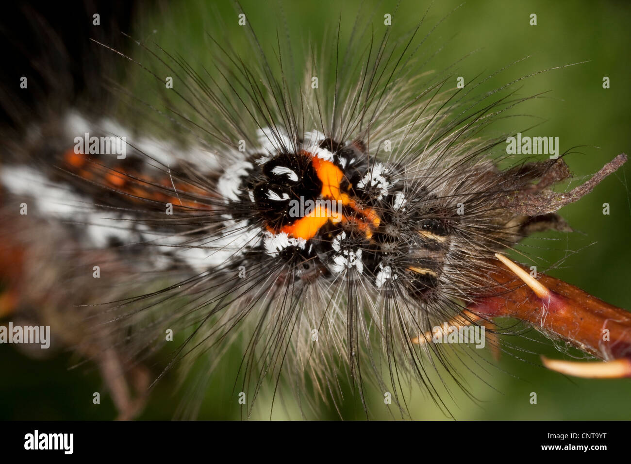 Gelb-Tail, Gold-Tail (Euproctis Similis, Porthesia Similis, Sphrageidus Similis), Porträt, Deutschland Stockfoto