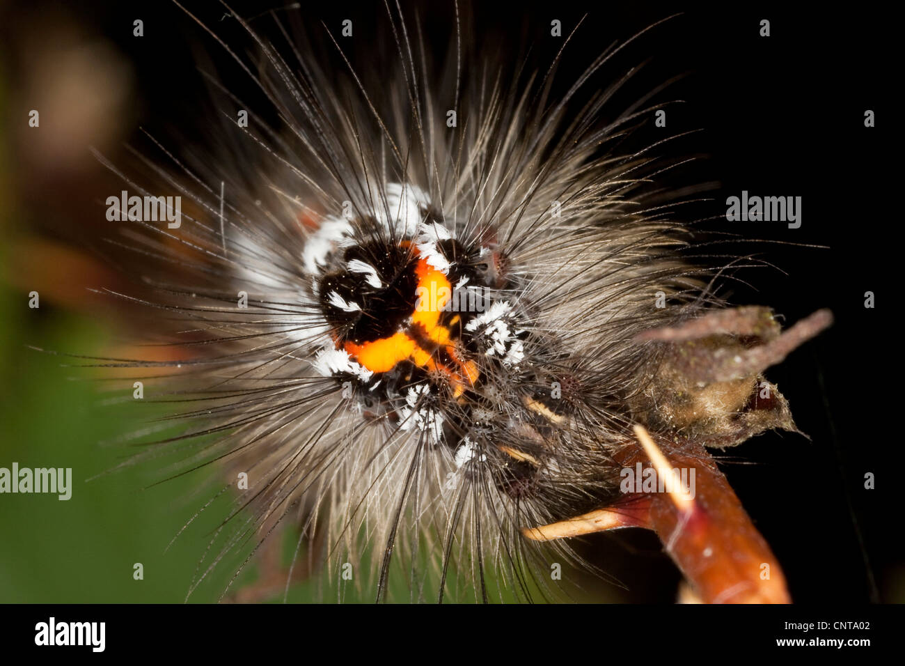 Gelb-Tail, Gold-Tail (Euproctis Similis, Porthesia Similis, Sphrageidus Similis), Porträt, Deutschland Stockfoto