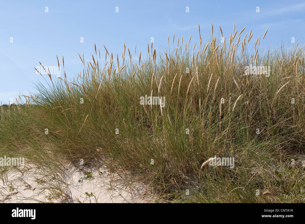 Strand von Grass, Dünengebieten Grass (Ammophila Arenaria), auf Sanddünen, Deutschland Stockfoto