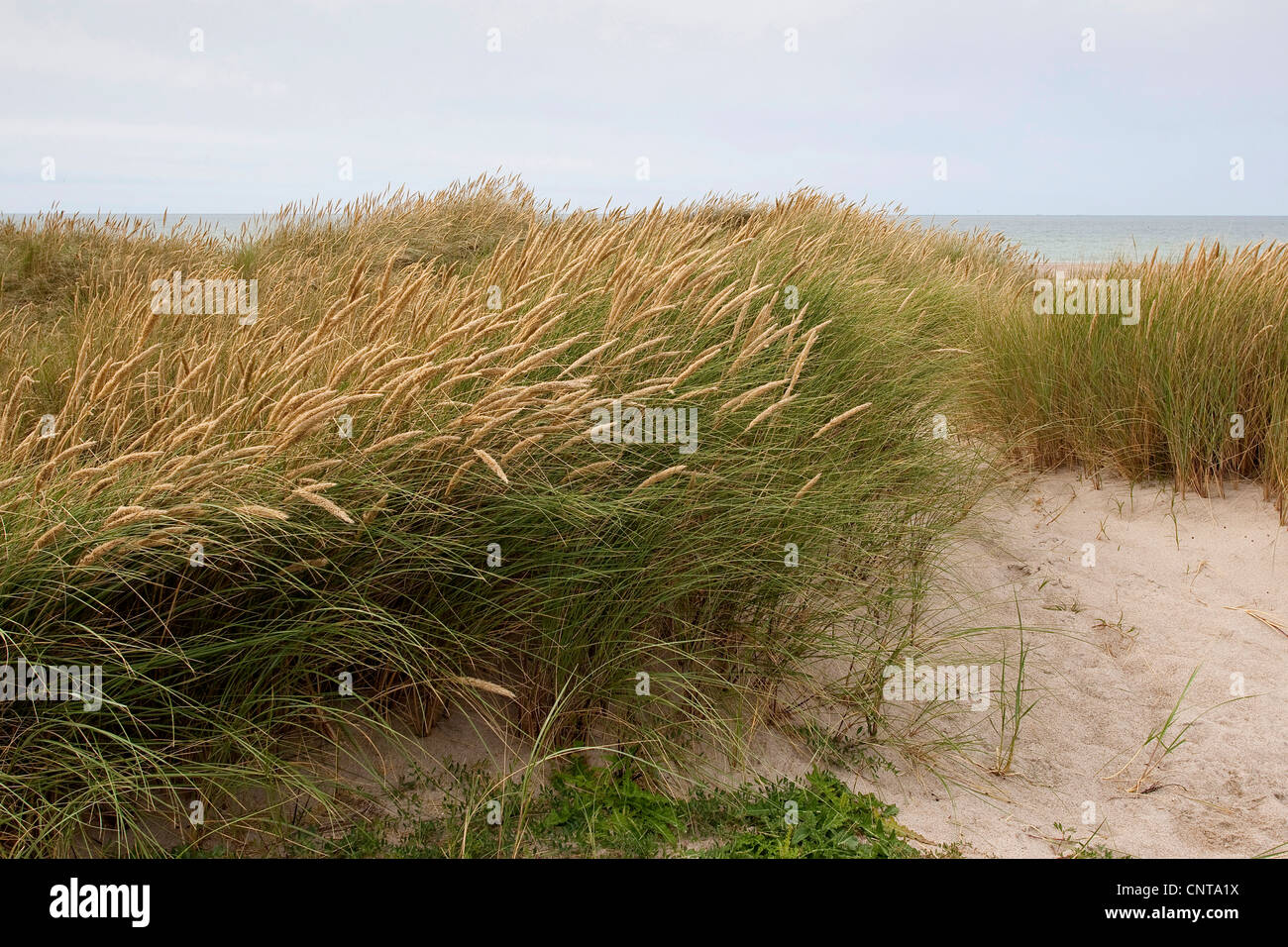 Strand von Grass, Dünengebieten Grass (Ammophila Arenaria), auf Sanddünen, Deutschland Stockfoto