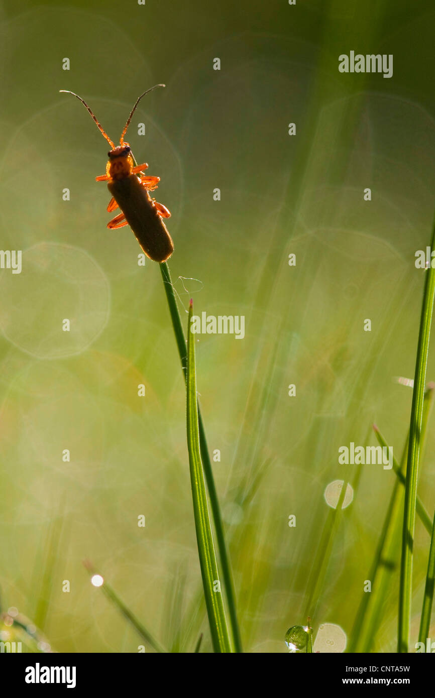 Gemeiner Roter Soldat-Käfer Blutsauger-Käfer, Hogweed-Beinkäfer (Rhagonycha fulva), sitzend an einer Grasklinge, Deutschland, Rheinland-Pfalz Stockfoto