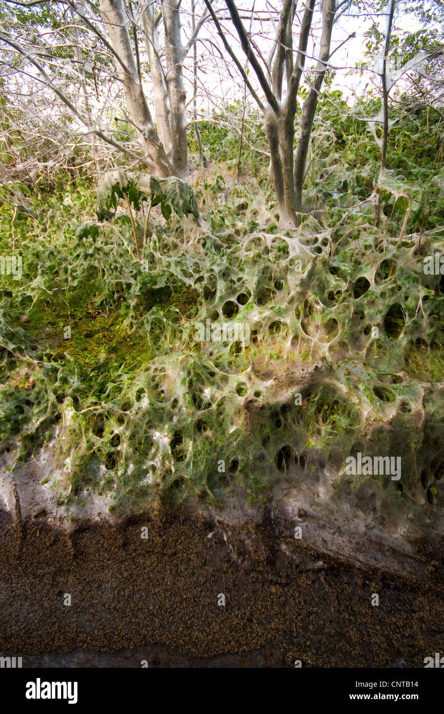 Vogel-Kirsche Hermelin (Yponomeuta Evonymella), Raupen in ihrem Kokon Streched über einen Baum, Deutschland, Nordrhein-Westfalen Stockfoto