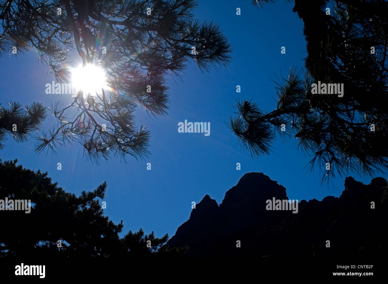Silhouetten von Tannenzweigen vor die Bergspitzen des Bavella-Massivs bei Gegenlicht, Frankreich, Korsika, Corse-du-Sud Stockfoto