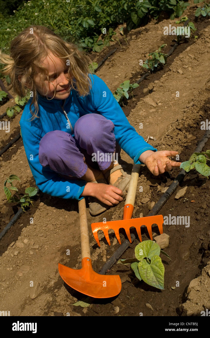 8 Jahre altes Mädchen Gartenarbeit, Pflanzen Kürbisse, Frankreich Stockfoto