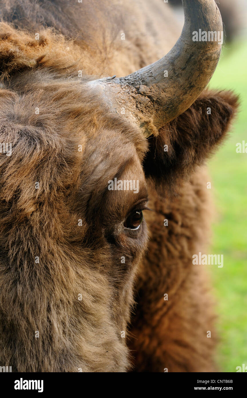 Europäische Bison, Wisent (Bison Bonasus Caucasicus), Porträt, Abschnitt Stockfoto