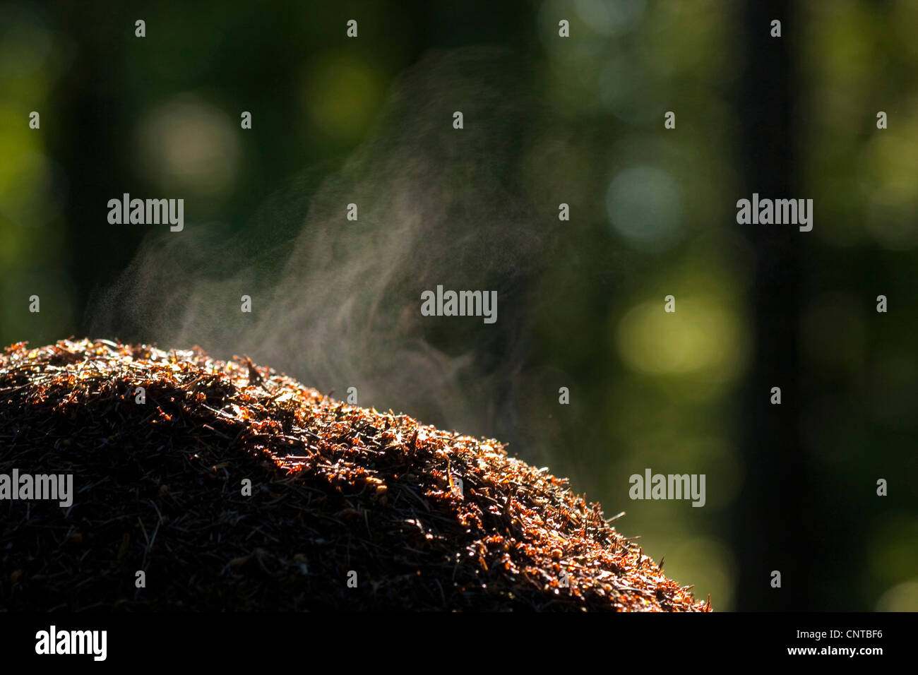 Waldameise (Formica Rufa), Staming Ameisenhaufen, Deutschland, Rheinland-Pfalz Stockfoto