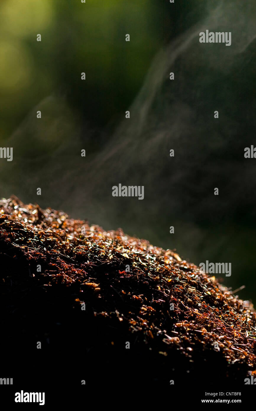 Waldameise (Formica Rufa), Staming Ameisenhaufen, Deutschland, Rheinland-Pfalz Stockfoto