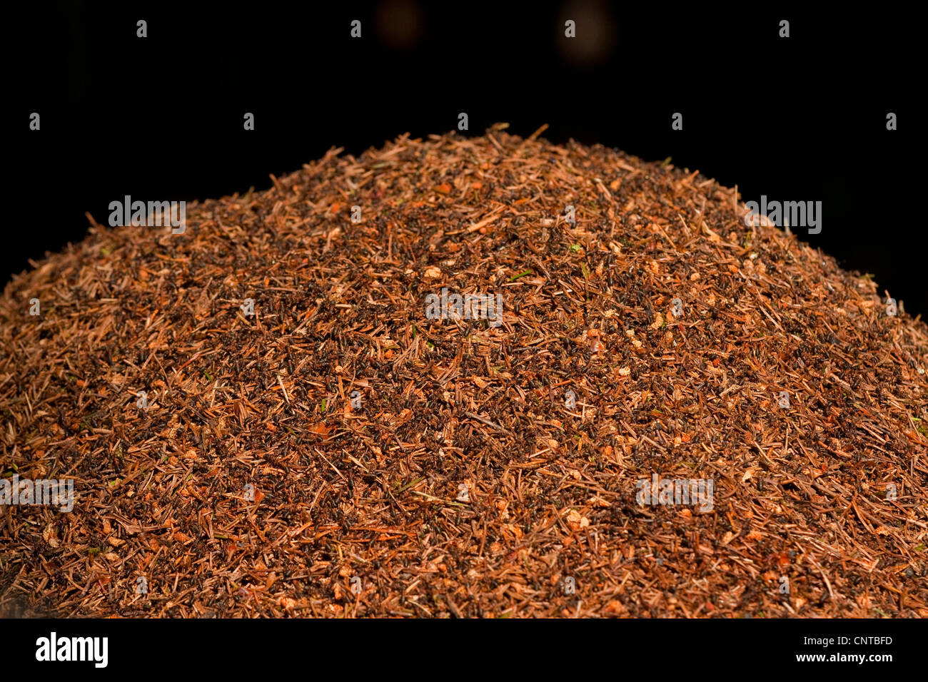 Waldameise (Formica Rufa), Detail von einem Ameisenhaufen, Deutschland, Rheinland-Pfalz Stockfoto