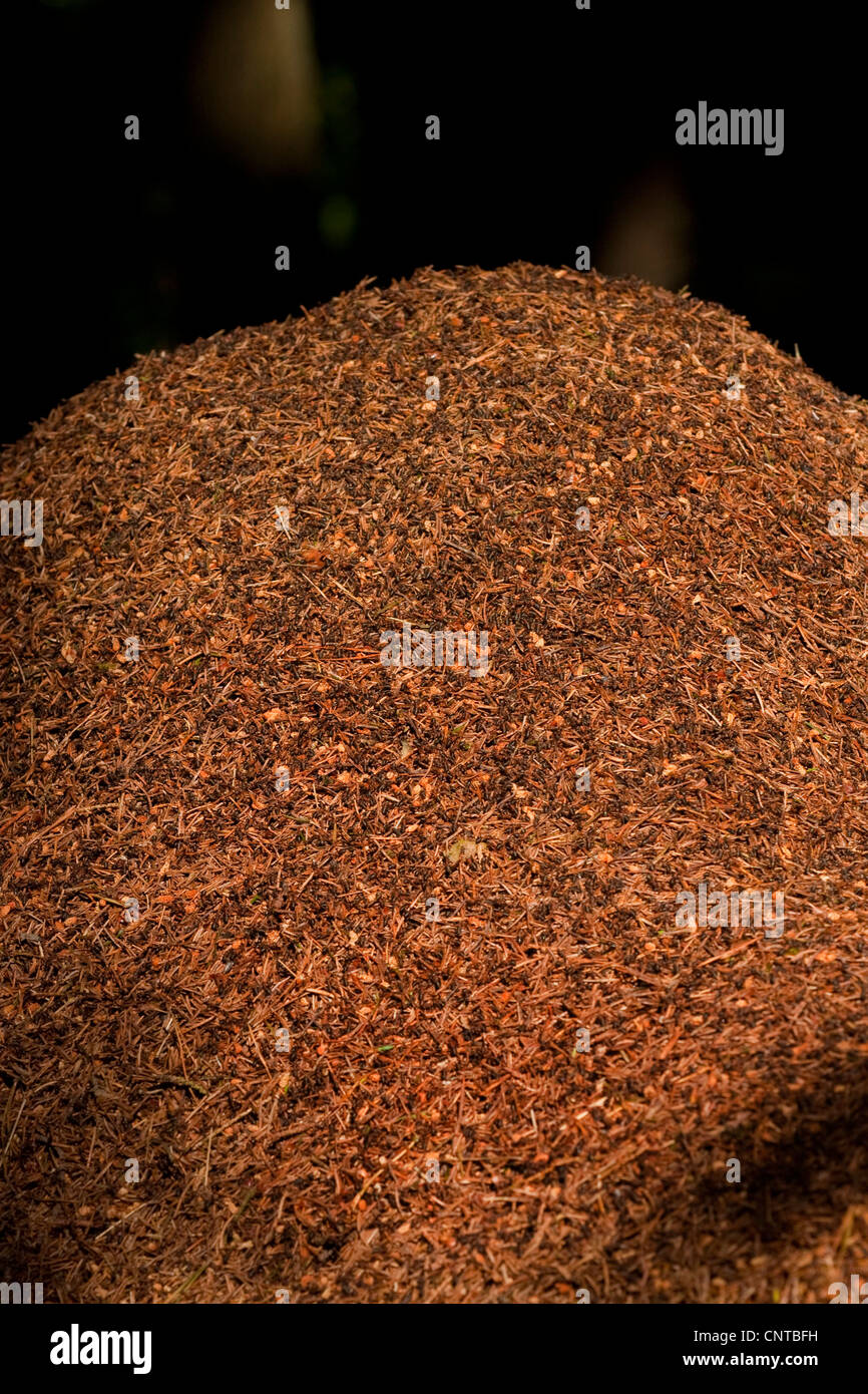 Waldameise (Formica Rufa), Detail von einem Ameisenhaufen, Deutschland, Rheinland-Pfalz Stockfoto