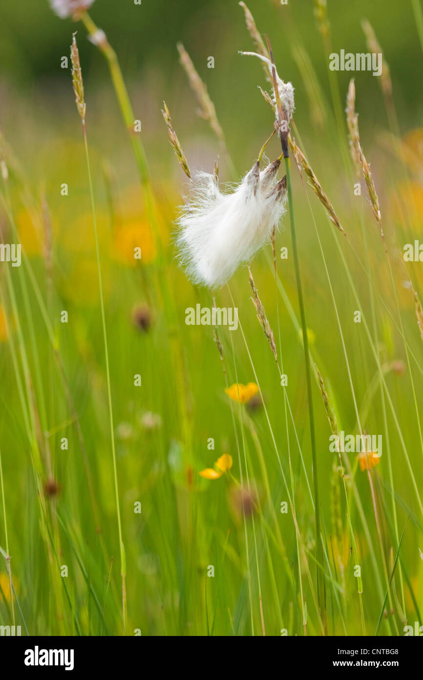 gemeinsamen Wollgras, Narrow-leaved Wollgras (Wollgras Angustifolium), Fruchtkörper einer Sumpf-Wiese, Deutschland, Nordrhein-Westfalen Stockfoto