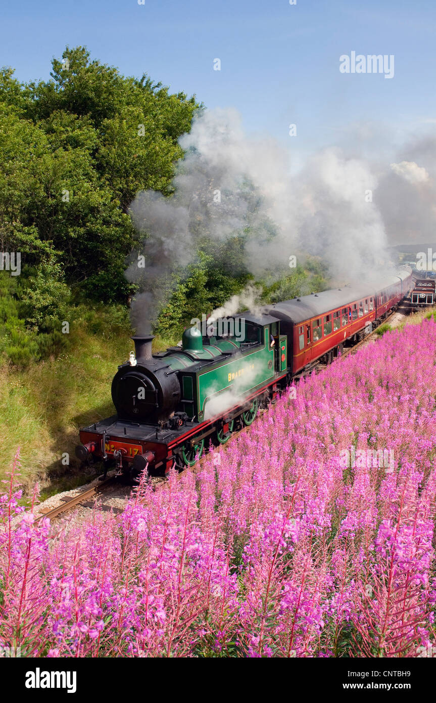Weidenröschen, blühenden Sally, Rosebay Weide-Kraut, große Weide-Kraut (Epilobium Angustifolium, Chamaenerion Angustifolium), konserviert Haverthwaite Railway durch idyllische Wald- und Wiesenwege Landschaft, Großbritannien, Schottland, Cairngorm National Park Stockfoto Weidenröschen, blühenden Sally, Rosebay Weide-Kraut, große Weide-Kraut (Epilobium Angustifolium, Chamaenerion Angustifolium), konserviert Haverthwaite Railway durch idyllische Wald- und Wiesenwege Landschaft, Großbritannien, Schottland, Cairngorm National Park Stockfoto