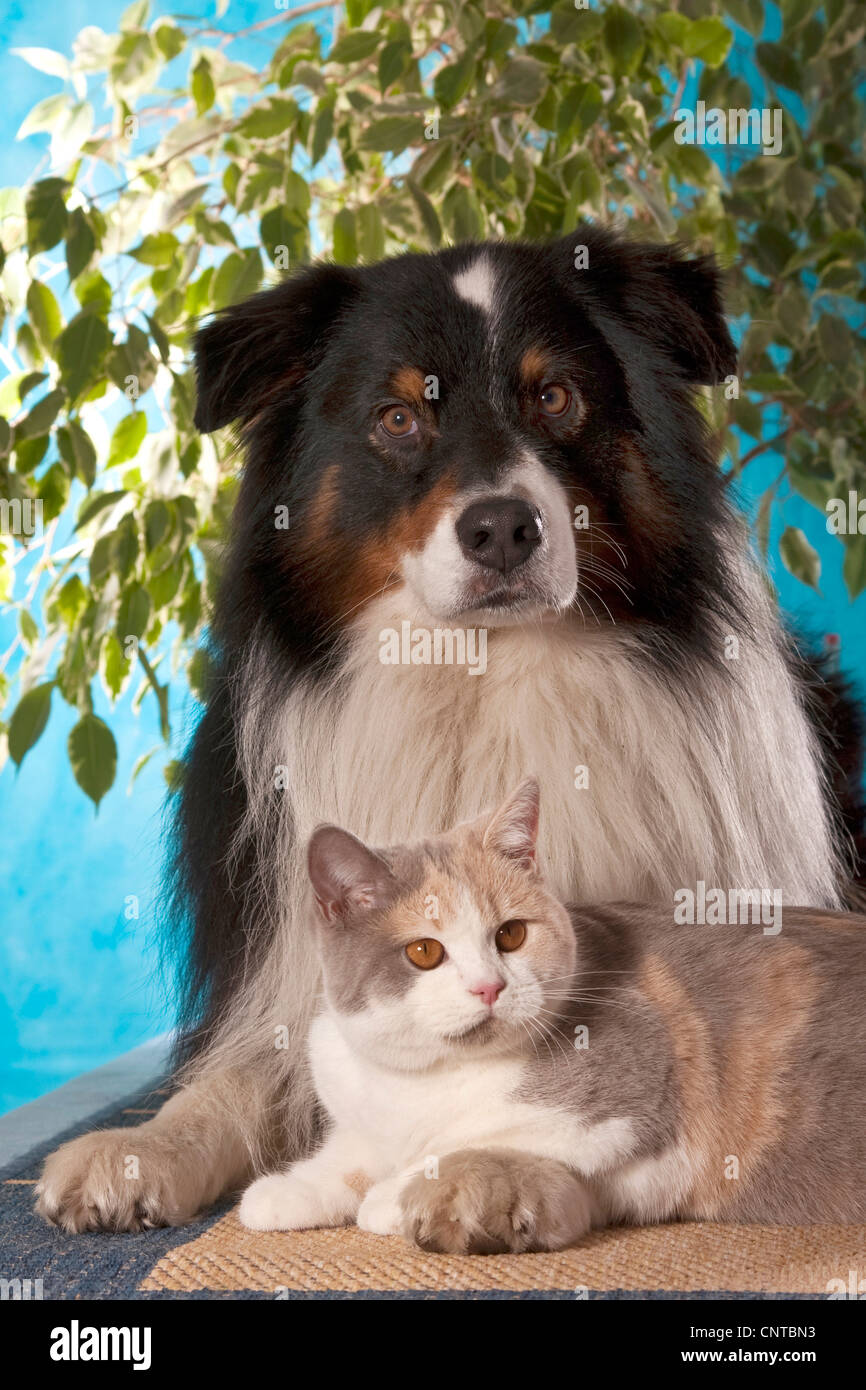 Australian Shepherd (Canis Lupus F. Familiaris), mit Britisch Kurzhaar Stockfoto