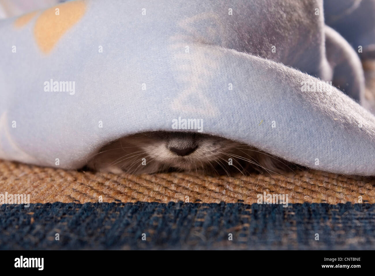 Hauskatze, Hauskatze (Felis Silvestris F. Catus), Nase einer Katze unter  einer Decke Stockfotografie - Alamy