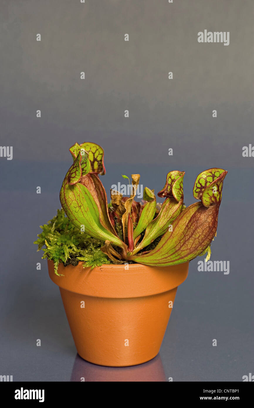 nördlichen Schlauchpflanze (Sarracenia Purpurea), eingemachte Anlage Stockfoto