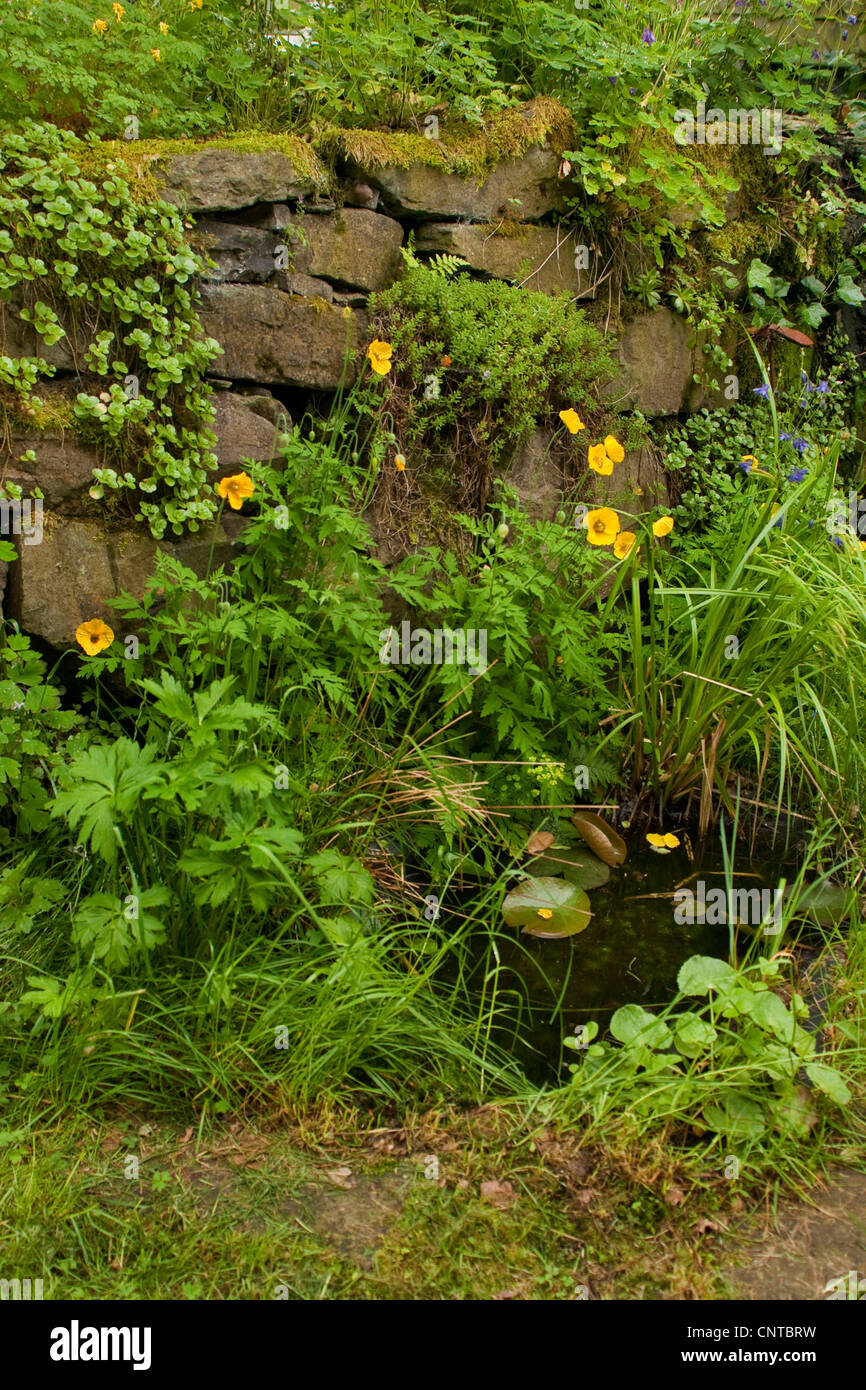 Steinmauer mit Zierpflanzen, Deutschland, Rheinland-Pfalz Stockfoto