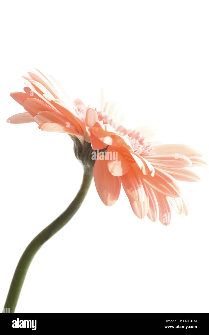 Barebeton Daisy, Gerbera, Transvaal Daisy, Gerbera Daisy (Gerbera Jamesonii), seitliche Stockfoto