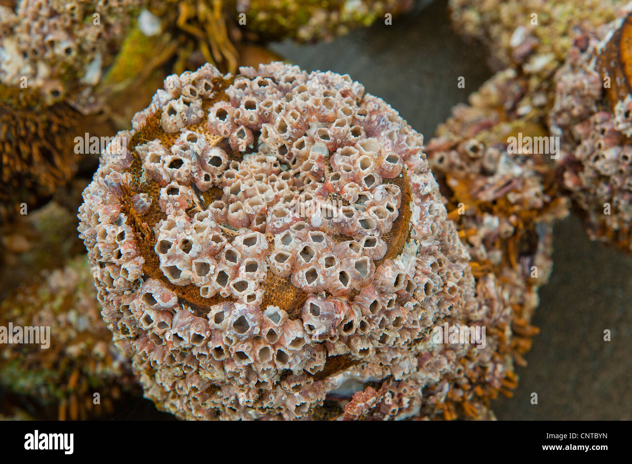 Seapox Meer Pocken BARNACLE Krustentier Balanidae sitzen auf einem hölzernen Zweig Stockfoto