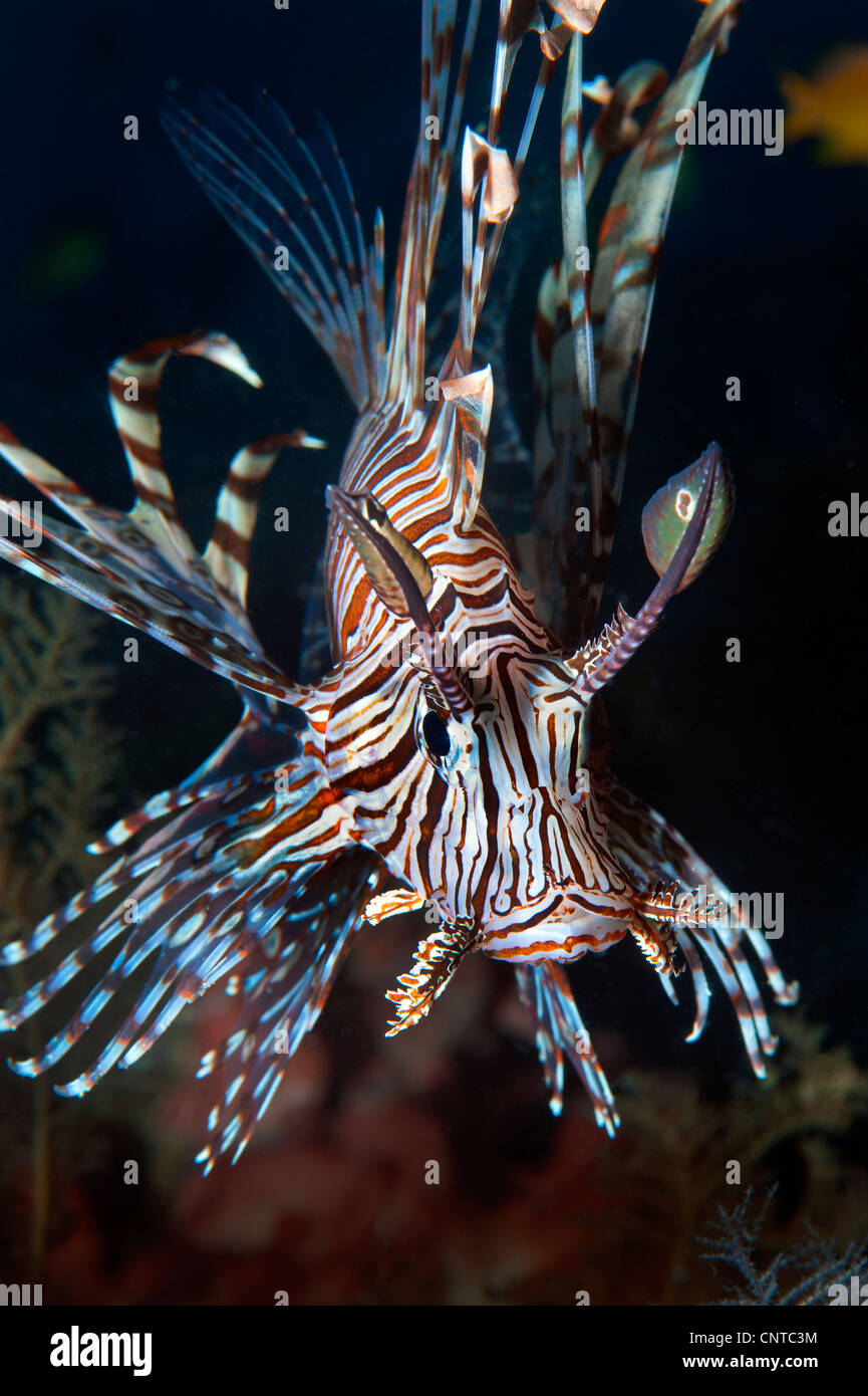 Drachenköpfe Rotfeuerfische Löwe Fische Tierwelt Philippinen Unterwasser-Fotografie Stockfoto